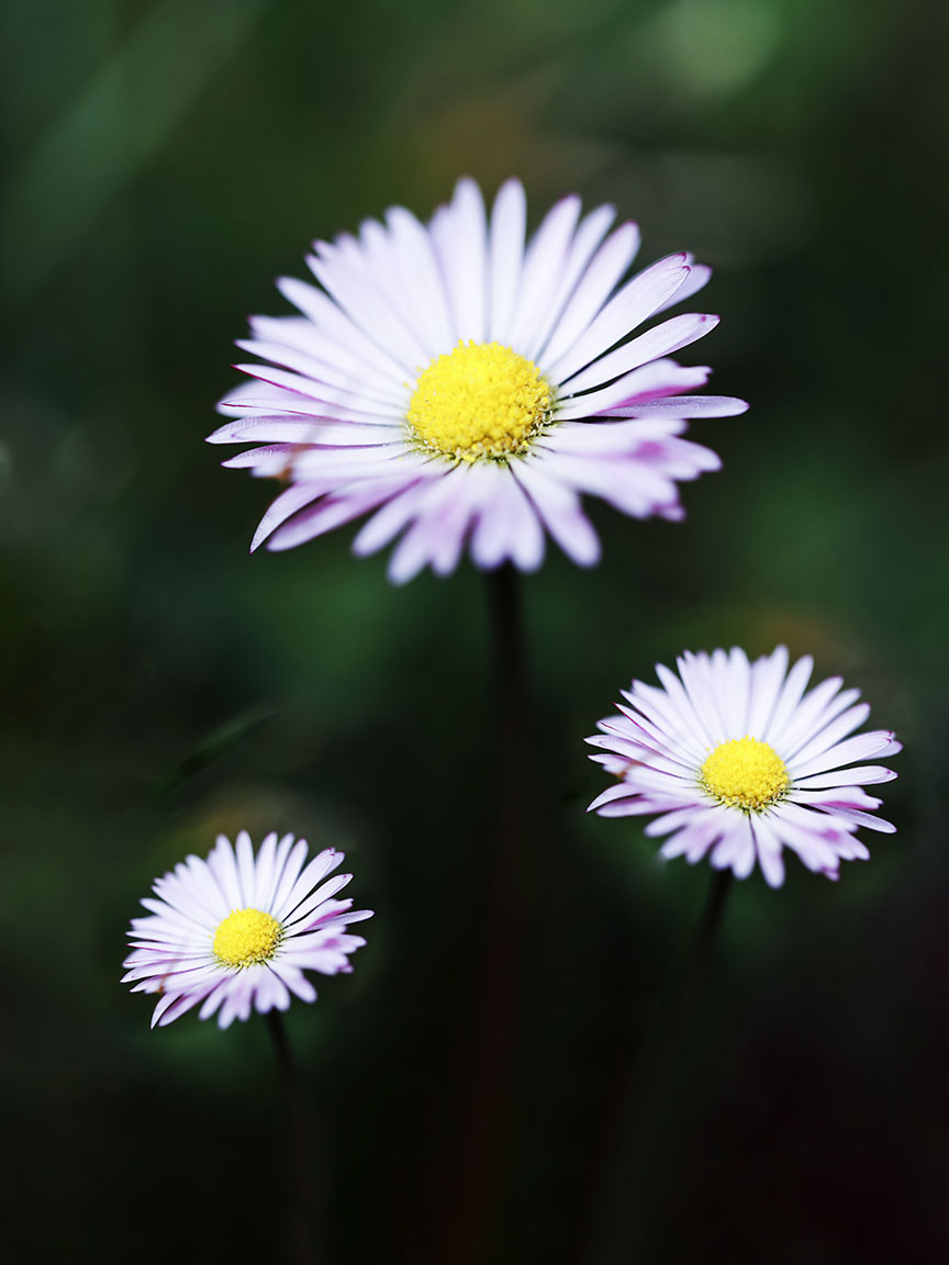 motif